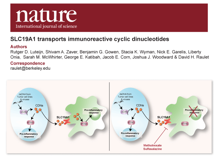 Immunotherapeutics And Vaccine Research Initiative Ivri - 